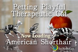 翠猫館、フル3Dのリアル猫iPhoneアプリ「Petting Playful Therapeutic Cat American Shorthair」をリリース